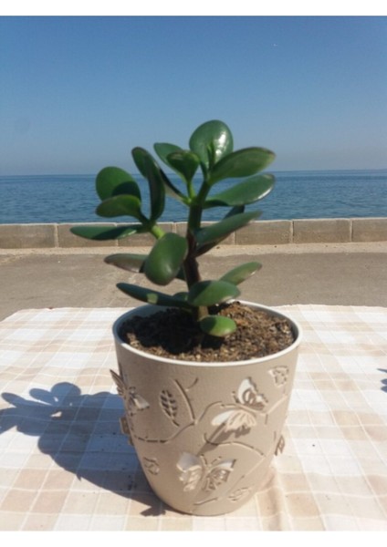 Crassula Ovata- Para Çiçeği- Bereket Bitkisi- 13-18 cm 8 Aylık modelleri