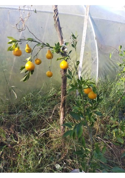 Mandalina Fidanı (Rize Mandalinası) fiyatları