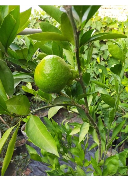 Mandalina Fidanı (Rize Mandalinası) modelleri