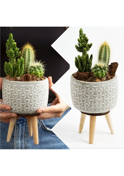 Ayaklı Şık Beton Saksıda Kaktüs Aranjmanı