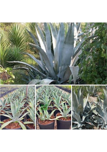 Agave Salmiana Doğa Flora