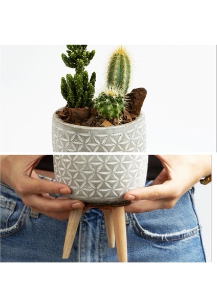 Ayaklı Şık Beton Saksıda Kaktüs Aranjmanı