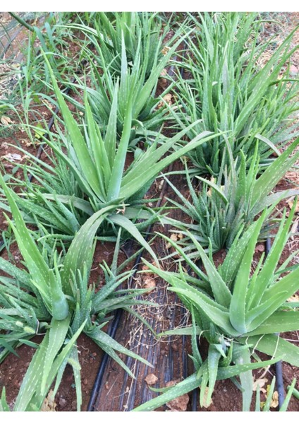 2 Adet Aloe Vera Fidanı (30-35 Cm) Köklü Saksısız Kozmetik Türü Barbadensis Miller