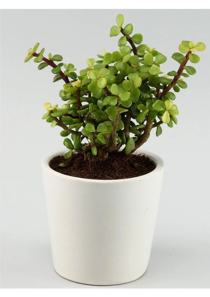 Portulacaria Afra Para Ağacı Fil Azlığı