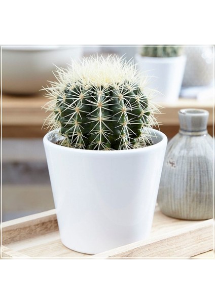 Altın Fıçı Kaktüs Echinocactus Grusonii