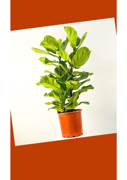 Çift Köklü Ficus Lyrata Keman Yapraklı Kauçuk 120-150 cm fiyatları
