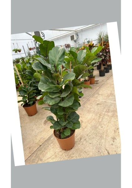 Çift Köklü Ficus Lyrata Keman Yapraklı Kauçuk 120-150 cm modelleri