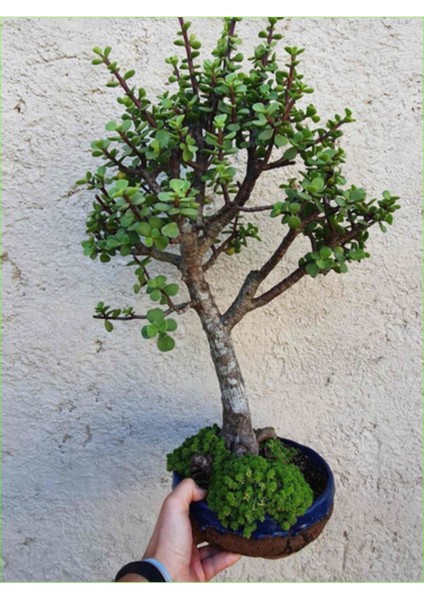 Para Ağacı Afra Bonsai Üretim Saksısında