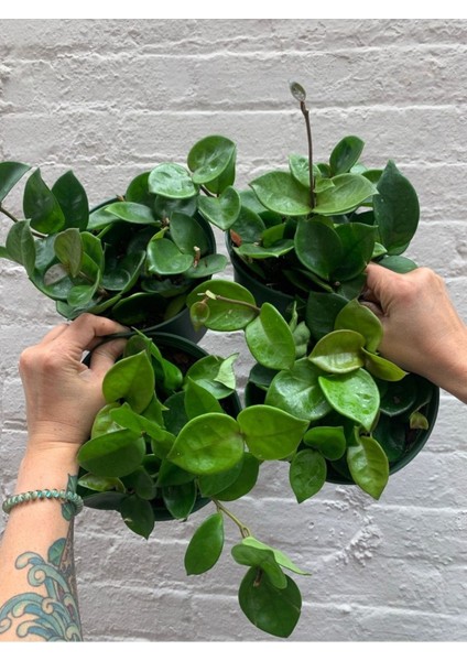 Mum Çiçeği Hoya Carnosa 8.5 Saksıda