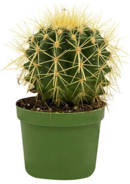 Dekoratif (Echinocactus Blister)