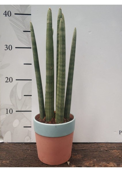 Seramik Saksıda Sansevieria Cylindrica -Silindir Paşa Kılıcı 40-50 Cnm