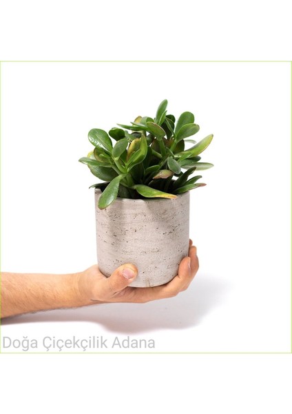 Seramik Saksıda Para Ağacı Bereket Ağacı Crassula Ovata 01