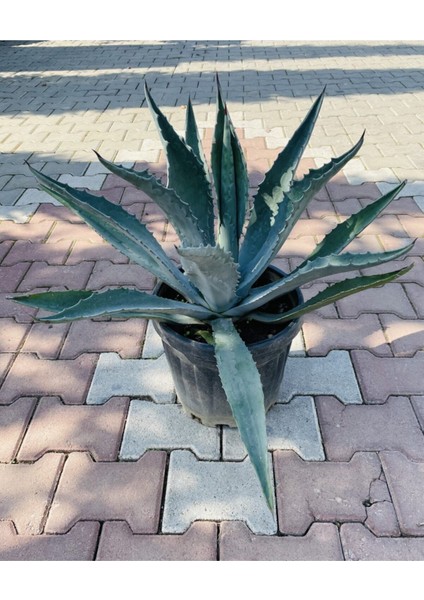 Agave Americana-(Sabırlık Yüzyıl Bitkisi) fiyatları