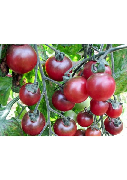 İthal Tohum Cherry Rosella Domates Tohumu - 15 Adet