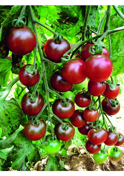 İthal Tohum Cherry Rosella Domates Tohumu - 15 Adet