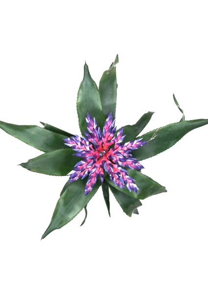 - Aechmea 'Blue Rain' (Kupa Çiçeği)