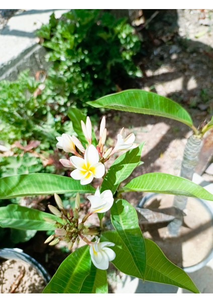 Saksılı Amerikan Fulu Plumeria Alba Ağacı Fidanı