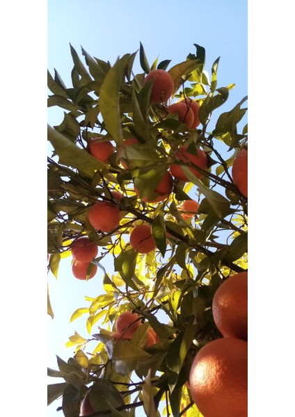 Neofarm Turunç Tatlısı 475 gr modelleri