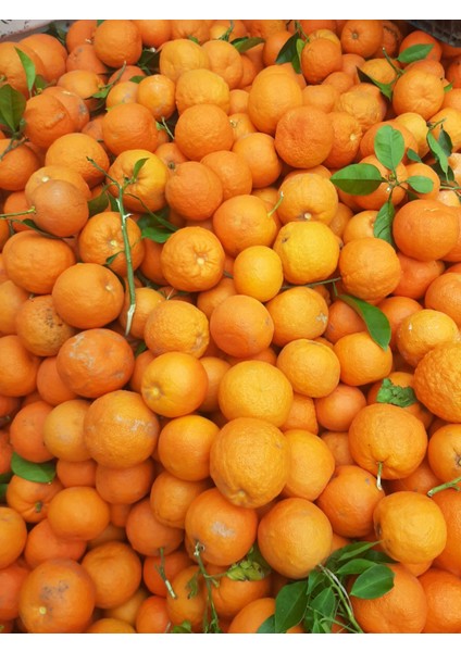 Neofarm Turunç Tatlısı 475 gr fırsatları