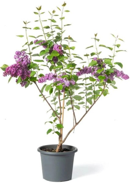 Leylak Çiçeği Fidanı 1 Adet Saksılı / Tüplü 40-60 cm