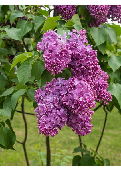 Leylak Çiçeği Fidanı 1 Adet Saksılı / Tüplü 40-60 cm
