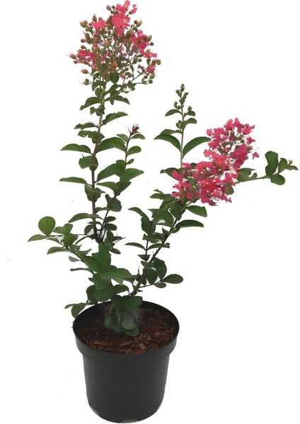 Pembe Oya Ağacı Çiçeği Fidanı Saksılı 1 Adet 30-60 cm Bahçe Peyzaj Bitkisi