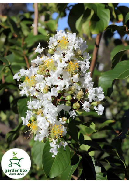 Oya Ağacı Beyaz Renk 1 Adet Saksılı / Tüplü 30-600 cm Dış Mekan Bitkisi fiyatları