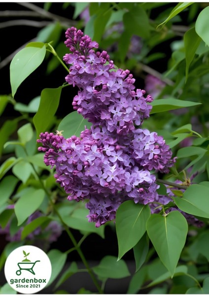 Kokulu Leylak Çiçeği Fidanı 1 Adet Saksılı 30-60 cm (Syringa) fiyatları