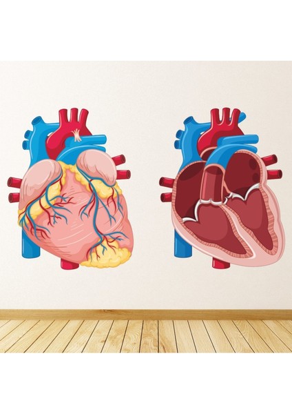 Kalp Anatomisi Bilim Laboratuvarı Sınıfı Dekoratif Duvar Sticker Çıkartması Mutfak Ofis Yatak Odası