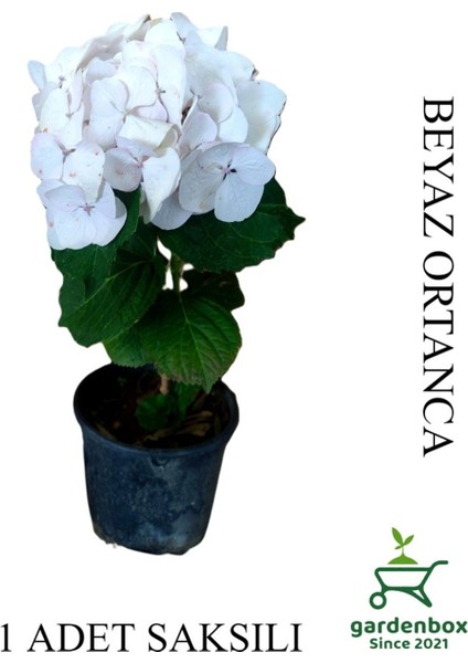 Beyaz Renk Ortanca Çiçeği 1 Adet Saksılı/tüplü 20-30CM Çiçekli Bitki
