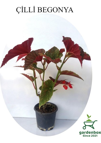Kırmızı Çiçekli Çilli Begonya Çiçeği 1 Adet Saksılı 20-40CM Salon Balkon Çiçeği