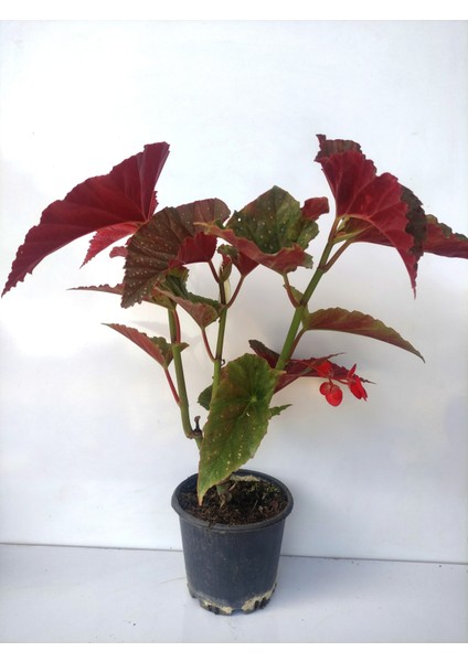 Kırmızı Çiçekli Çilli Begonya Çiçeği 1 Adet Saksılı 20-40CM Salon Balkon Çiçeği fiyatları