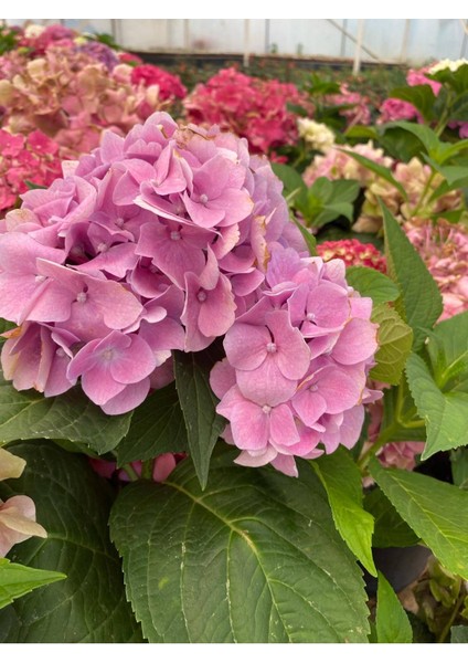 Pembe Renk Ortanca Çiçeği 1 Adet Saksılı/tüplü 20-30CM Çiçekli Bitki