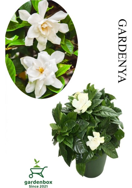 Harika Kokulu Gardenya Çiçeği 1 Adet Saksılı 20-40CM Iç Mekan Çiçeği