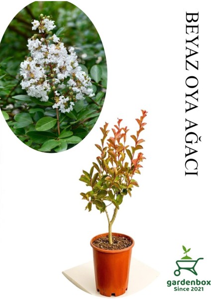 Beyaz Oya Ağacı Fidanı 1 Adet Saksılı 30-60CM Çiçekli Ağaç