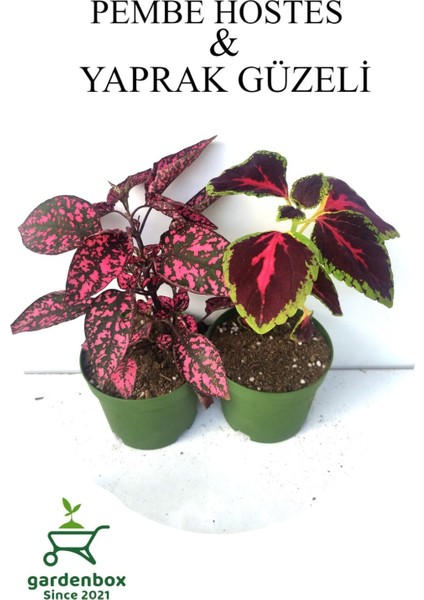 Pembe Hostes Çiçeği 1 Adet Saksılı+Yaprak Güzeli Çiçeği 1 Adet Saksılı 10-15CM