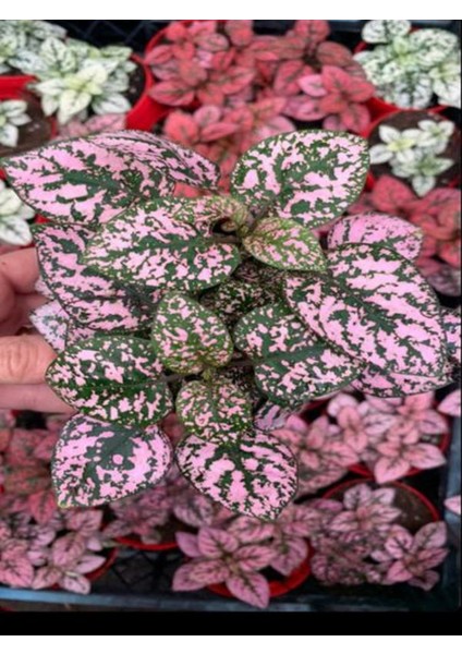Pembe Hostes Çiçeği 1 Adet Saksılı+Yaprak Güzeli Çiçeği 1 Adet Saksılı 10-15CM