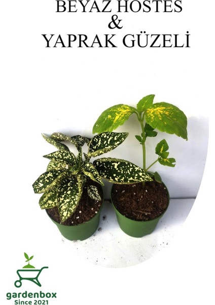 Beyaz Çilli Hostes Çiçeği 1 Adet Saksılı+Yaprak Güzeli Çiçeği 1 Adet Saksılı 10-15CM
