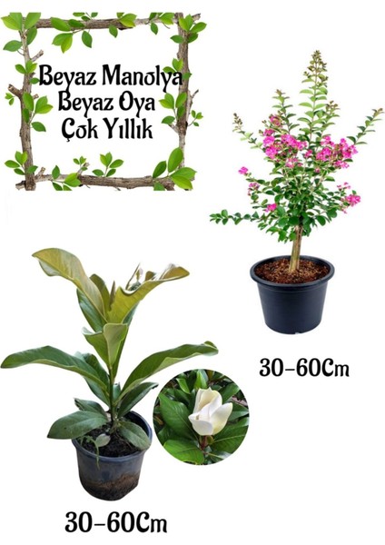 Kokulu Manolya Ağacı 1 Adet Saksılı+Pembe Oya Ağacı 1 Adet Saksılı Bahçe Seti