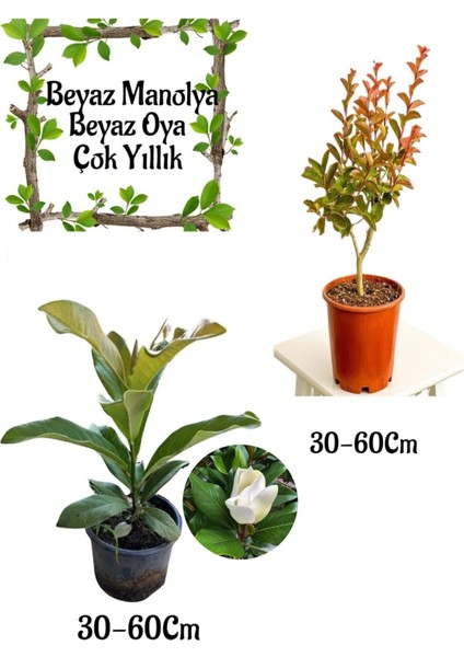 Kokulu Manolya Ağacı 1 Adet Saksılı+Beyaz Oya Ağacı 1 Adet Saksılı Bahçe Seti