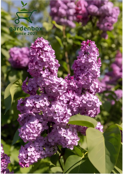 Leylak Çiçeği Fidanı 1 Adet Saksılı/tüplü (30-60CM) Behçe Peyzaj Bitkisi