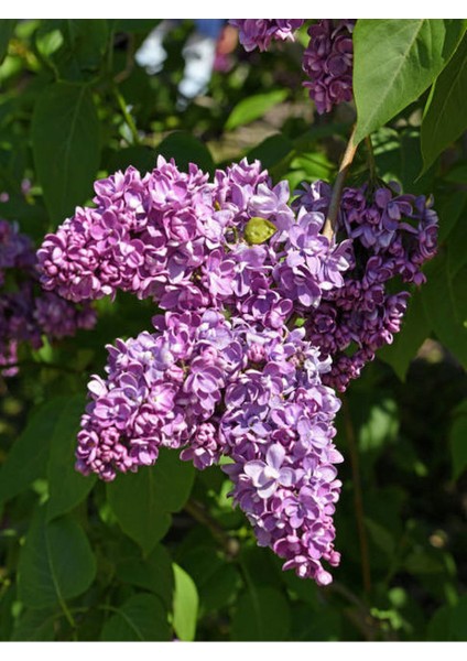 Leylak Çiçeği Fidanı 1 Adet Saksılı/tüplü (30-60CM) Behçe Peyzaj Bitkisi fiyatları