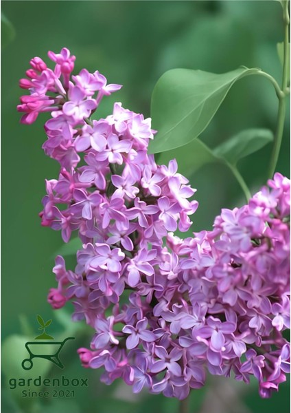 Mis Kokulu Leylak Çiçeği 1 Adet Saksılı 40-60CM Dış Mekan Bitkisi