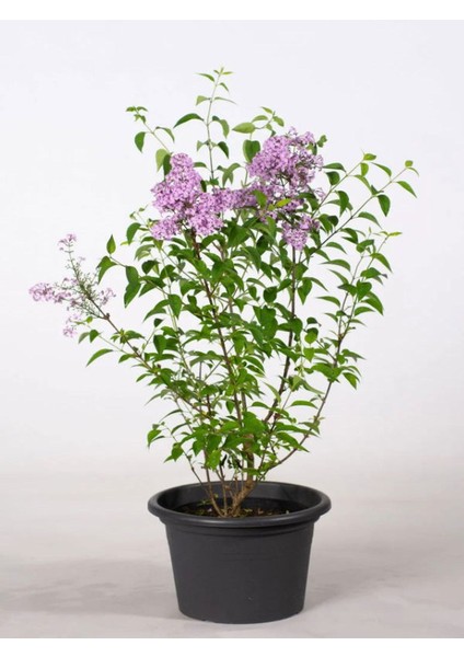 Mis Kokulu Leylak Çiçeği 1 Adet Saksılı 40-60CM Dış Mekan Bitkisi fiyatları