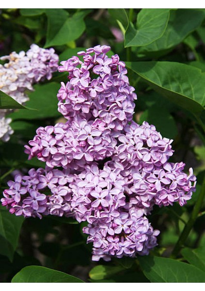 Mis Kokulu Leylak Çiçeği 1 Adet Saksılı 40-60CM Dış Mekan Bitkisi modelleri