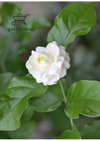 Harika Kokulu Katmerli Ful Yasemin Çiçeği 1 Adet Saksılı/tüplü 30-60CM