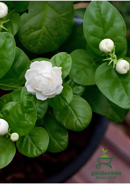 Katlı Yoğun Kokulu Yasemin Çiçeği 1 Adet Saksılı 30-60CM Bahçe Balkon Çiçeği