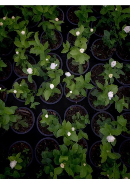 Katlı Yoğun Kokulu Yasemin Çiçeği 1 Adet Saksılı 30-60CM Bahçe Balkon Çiçeği fiyatları