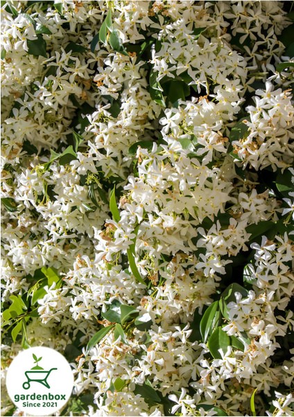 Sarılıcı Arap Yasemin Çiçeği 1 Adet Saksılı/tüplü 30-60CM Bahçe Çiçeği