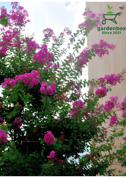 Pembe Renk Oya Ağacı 30-60CM 1 Adet Saksılı Bahçe Bitkisi